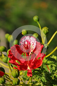 Delonix regia