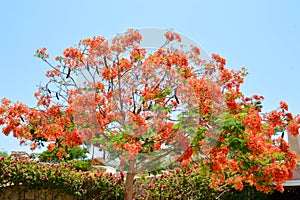 Delonix royal tree with branches with red blossoming flowers, with green leaves in a tropical resort against a blue sky on a clear