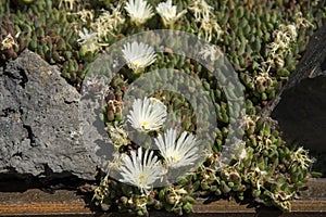 Delosperma congestum `Alba`