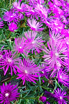 Delosperma Cooperi