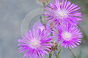 Delosperma cooperi, Aizoaceae, known as Trailing Iceplant or Pink Carpet