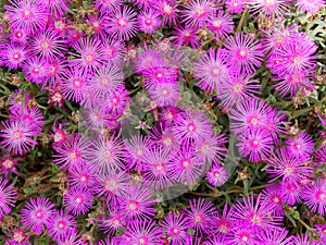 Delosperma Cooperi carpet