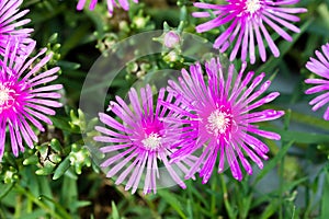 Delosperma cooperi, common names Trailing Iceplant, Hardy Iceplant, or Pink Carpet.