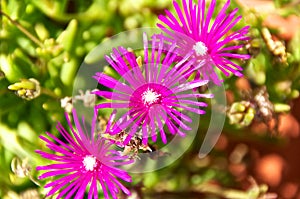 Delosperma Cooperi flowers close up