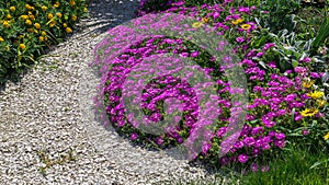 Delosperma cooperi pink sunny flowers in Sochi