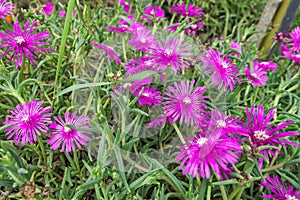 Delosperma cooperi pink sunny flowers in Sochi