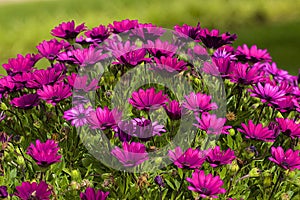 Delosperma cooperi - Purple Hardy ice plant