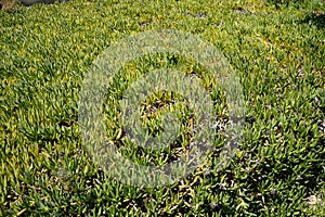 Delosperma is a cover plant that has a flattened leaf shape.  Selmun, Mellieha, Malta.