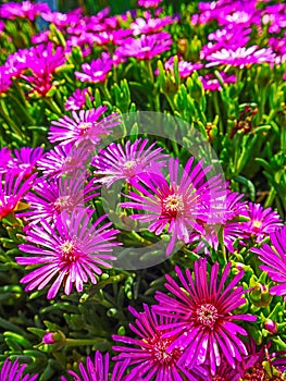 Delosperma flowers vertical