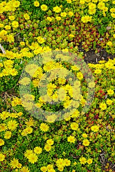 Delosperma yellow flowerbed
