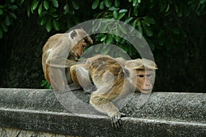 Delouse Monkeys