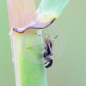 Delphacid Planthopper