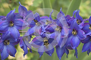 Delphinium photo