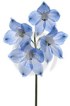 Delphinium