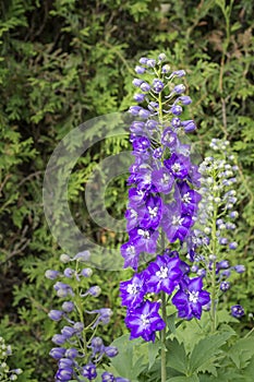 Delphinium