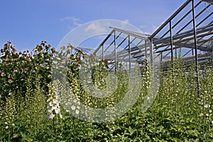 Delphinium photo