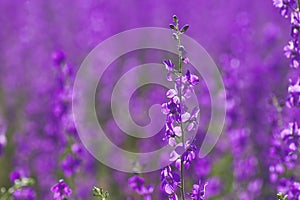 Delphinium ajacis purple flowers photo