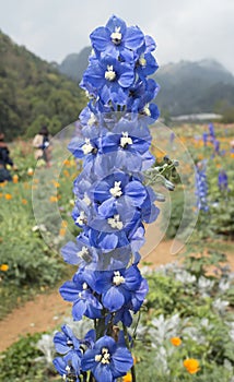 Delphinium Blue Bird flower