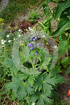 Delphinium cultorum \'Dark Blue & White Bee\' blooms in June in the garden. Berlin, Germany