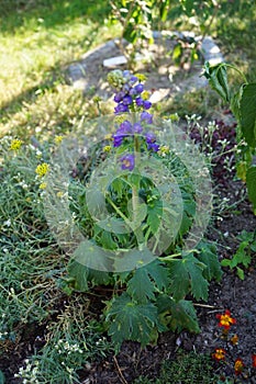 Delphinium cultorum \'Dark Blue & White Bee\' blooms in June in the garden. Berlin, Germany