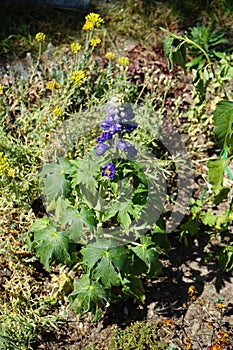 Delphinium cultorum \'Dark Blue & White Bee\' blooms in June in the garden. Berlin, Germany