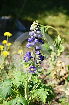 Delphinium cultorum \'Dark Blue & White Bee\' blooms in June in the garden. Berlin, Germany