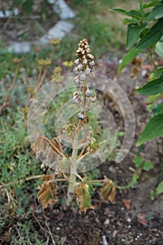 Delphinium cultorum \'Dark Blue - White Bee\' grows after flowering in July in the garden. Berlin, Germany