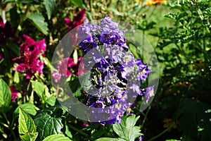 Delphinium cultorum `Darkblue White Bee` in the garden. Delphinium is a genus of about 300 species of perennial flowering plants.