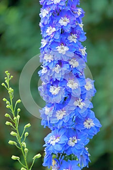 Delphinium elatum