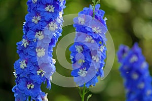 Delphinium elatum