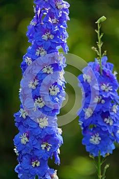 Delphinium elatum