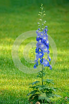 Delphinium elatum