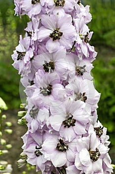 Delphinium elatum