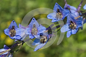 Delphinium elatum