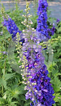 Delphinium elatum