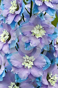 Delphinium elatum `Anne Kenrick`