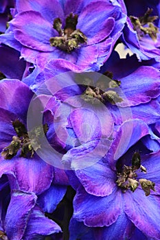 Delphinium elatum `Blue Lace`