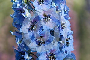 Delphinium elatum `Carol Fishenden`