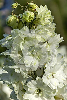 Delphinium elatum `Christine Harbutt`