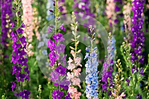 Delphinium elatum close up background. Multicolored Larkspur flowers. Delphinium putple, blue, pink flowers grows in the