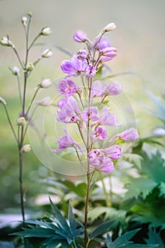 Delphinium elatum flower blossoms