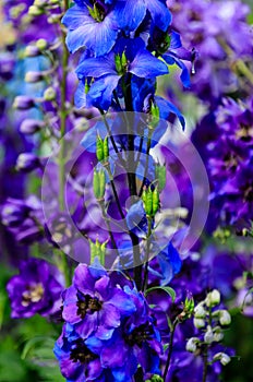 Delphinium elatum flowers, known as delphinium