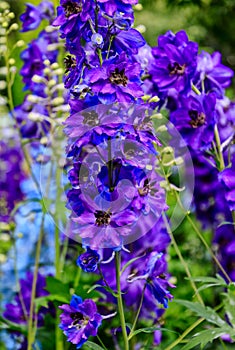 Delphinium elatum flowers, known as delphinium