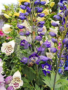 Delphinium elatum in garden. Bumblebee on bluedelphinium