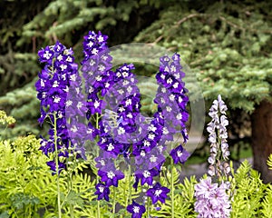 Delphinium elatum in a garden in Lionshead Village in Vail, Colorado.