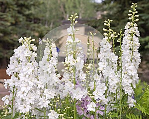 Delphinium elatum in a garden in Lionshead Village in Vail, Colorado.