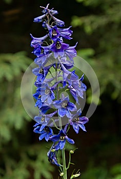 Delphinium elatum, Slovakia