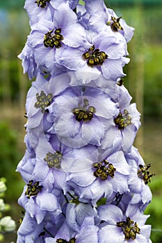 Delphinium elatum `Tiger Eye`