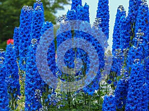 Delphinium Faust flowering in a summer garden