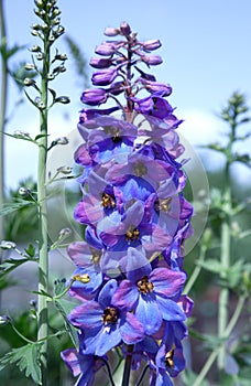 Delphinium flower photo
